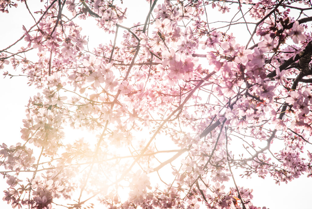 header